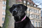 hund9 2102