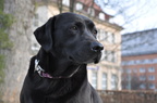 hund9 2098