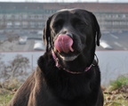 hund9 2068