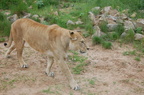 DSC 0388