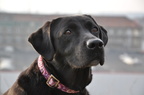 hund9 2071