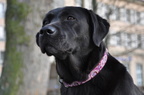 hund9 2112