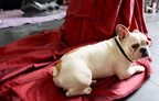 Hund - 4