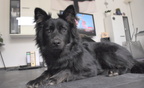 Hund - 2